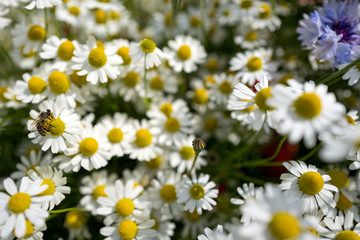 Echte Kamille mit Biene auf Wildblumenwiese