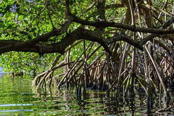 Traditional and dense tropical mangrove vegetation with its roots, branches and leaves