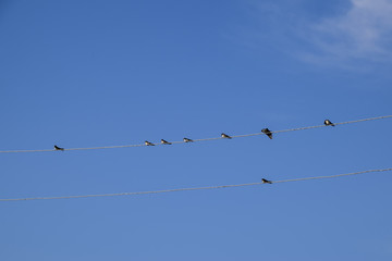 Swallows on the wires. Swallows against the blue sky. The swallo