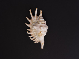 Seashell isolated on a black background