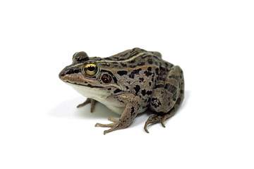カエル