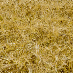 Gold wheat background