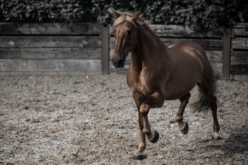 Fototapeta premium Horse 