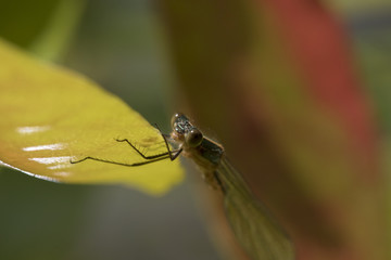 damselfly