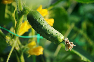 Small growing cucumber close up in the sun.
