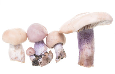 Mushrooms with a blue foot on a white background