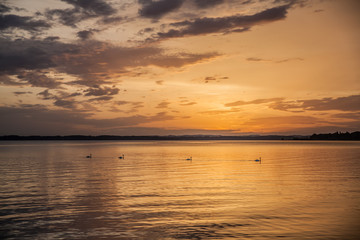 Schwanenfamilie im Sonnenuntergang auf dem Chiemsee