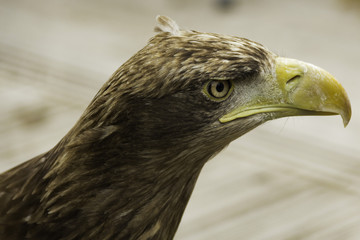 L'aigle d'Europe