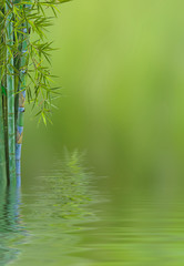 Fototapeta na wymiar reflets de bambou