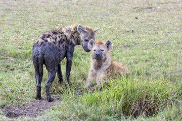 Hyena