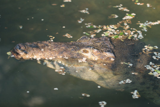 Crocodile at the zoo