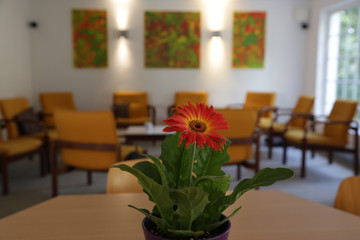 Rote Blume auf dem Tisch