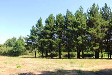 Fototapeta na wymiar Fir trees in a field in Saint-Herblain (France) - 16 july 2017