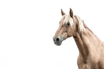 Obraz na płótnie Canvas Horse 