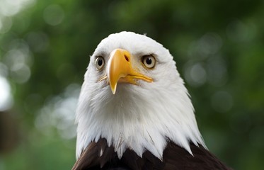 Weißkopfseeadler (Haliaeetus leucocephalus) close-up