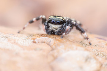 Super macro Carrhotus Sannio or Jumping spider on leaf