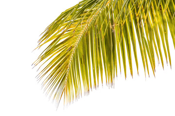 palme de cocotier, fond blanc 