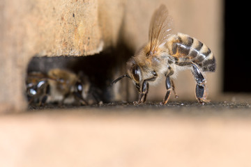 Biene Honigbiene (Apis mellifera) fächelt Feuchtigkeit vor dem Eingang des Bienenstocks