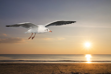 Seagulls flying over the sea in the evening time.
