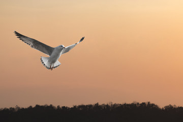 Fototapeta na wymiar Seagulls flying among sunset sky
