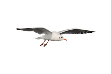 Seagull flying isolated on white background - clipping paths