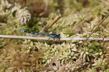 common blue damselfly