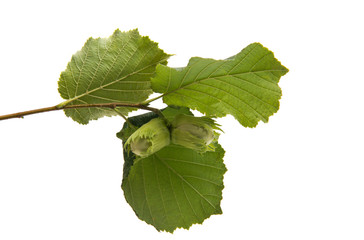 Green walnut hazelnut isolated