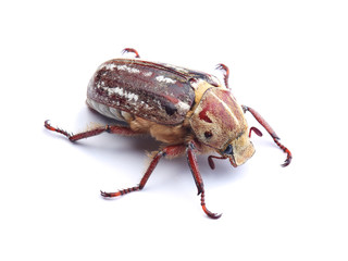 Cockchafer isolated on white