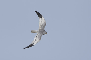 Montagus harrier (Circus pygargus)