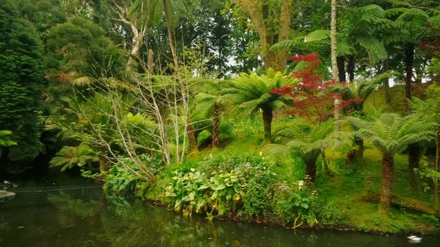 Gimbal shot featuring giant ferns and a pond in the Parque Terra Nostra park in Sao Miguel, The Azores, Portugal