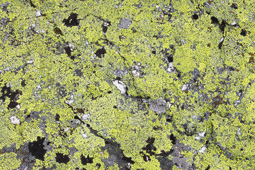 Natural stone background texture with green moss