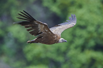 Griffon vulture (Gyps fulvus)