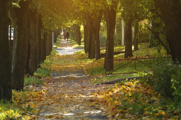 sidewalk in town with fallen linden leaves in october