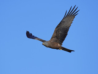 Fototapeta na wymiar Black kite (Milvus migrans)