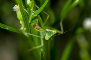 a mantis nymph in a bush