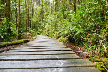 Calling a beautiful wooden trail in a natural tropical area