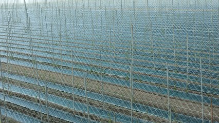 野菜畑　長いも