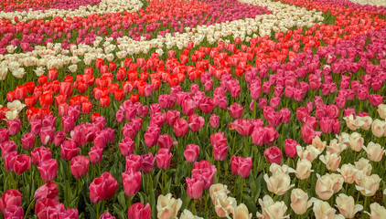 Tulip. Beautiful field garden of tulips. colorful tulips. tulips in spring,colourful tulip different standing out tulip