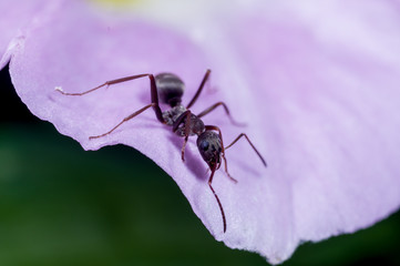 an ant on a morning glory petal