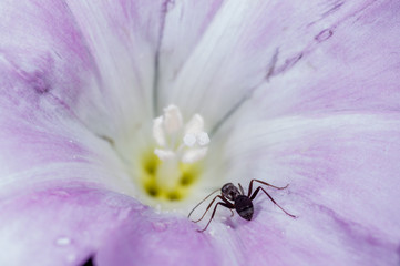 an ant in a morning glory