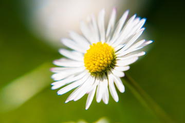 Obraz premium Marguerite