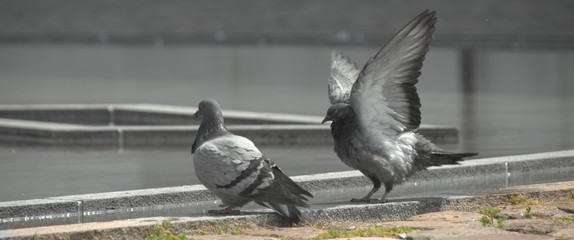 Pidgens at a bath