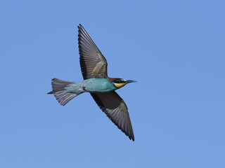Obraz premium European bee-eater (Merops apiaster)