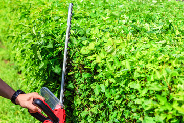 mowing hedges