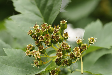 green hawthorn berries in summer day