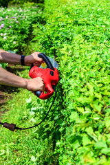 mowing hedges