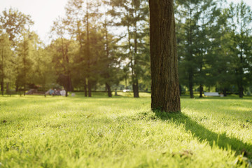 tree on meadow in city park in sunset light