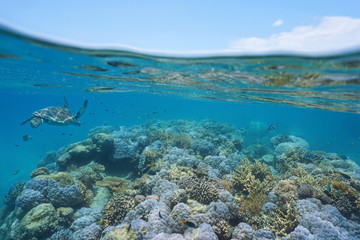 Shallow coral reef with a green sea turtle and fishes underwater, New Caledonia, south Pacific ocean