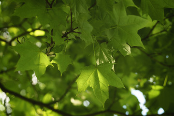 Fototapeta na wymiar maple leaves in summer evening