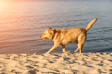 Labrador retriever on the beach. Sun flare